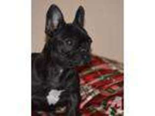 French Bulldog Puppy for sale in BUNA, TX, USA