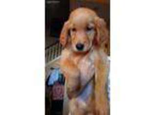 Golden Retriever Puppy for sale in Moreno Valley, CA, USA