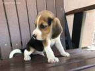 Beagle Puppy for sale in Wickenburg, AZ, USA
