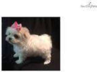 Maltese Puppy for sale in Fort Smith, AR, USA