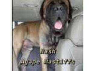 Mastiff Puppy for sale in Wildwood, FL, USA