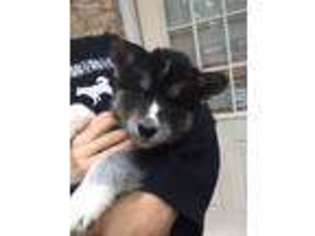 Siberian Husky Puppy for sale in West End, NC, USA