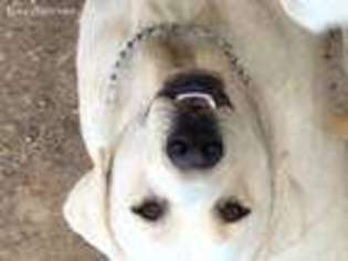 Labrador Retriever Puppy for sale in Delta, PA, USA