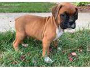Boxer Puppy for sale in Ottawa, OH, USA