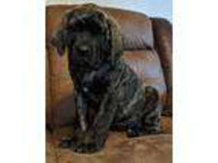 Mastiff Puppy for sale in Boomer, NC, USA