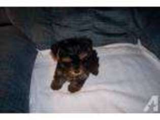 Yorkshire Terrier Puppy for sale in LAFAYETTE, TN, USA