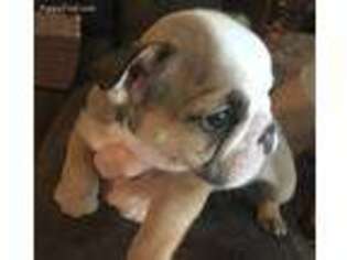 Bulldog Puppy for sale in Clinton, SC, USA