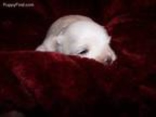 Maltese Puppy for sale in Gilmer, TX, USA