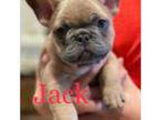 French Bulldog Puppy for sale in Piedmont, OK, USA