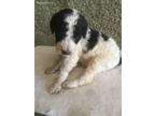 Schnoodle (Standard) Puppy for sale in Navarre, OH, USA