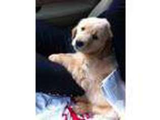 Golden Retriever Puppy for sale in ANNANDALE, VA, USA