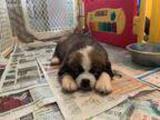Saint Bernard Puppy for sale in Sneads Ferry, NC, USA