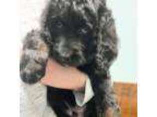 Mutt Puppy for sale in Wiggins, MS, USA