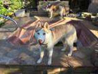 Siberian Husky Puppy for sale in Chula Vista, CA, USA