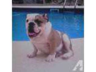 Bulldog Puppy for sale in WAYCROSS, GA, USA