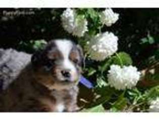 Miniature Australian Shepherd Puppy for sale in Polson, MT, USA