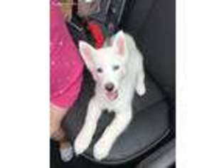 Siberian Husky Puppy for sale in Suitland, MD, USA