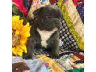 French Bulldog Puppy for sale in Columbus, MI, USA