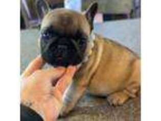 French Bulldog Puppy for sale in Anton, CO, USA
