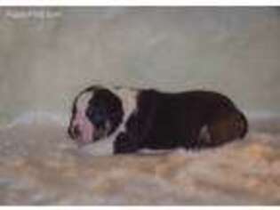 Olde English Bulldogge Puppy for sale in Southport, NC, USA