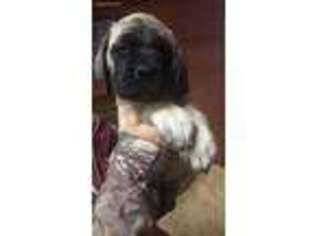 Medium Photo #1 Mastiff Puppy For Sale in Anderson, CA, USA