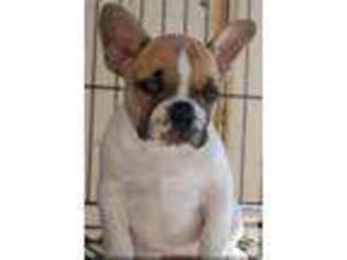 French Bulldog Puppy for sale in PEARL CITY, HI, USA