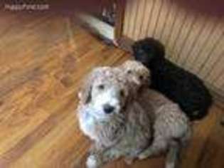 Mutt Puppy for sale in Boaz, AL, USA