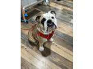 Bulldog Puppy for sale in Haverhill, MA, USA
