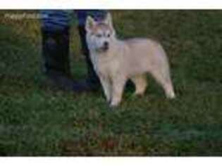 Siberian Husky Puppy for sale in Molalla, OR, USA