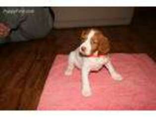 Brittany Puppy for sale in Clarksville, IA, USA