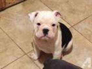 Bulldog Puppy for sale in KIRKLAND, WA, USA
