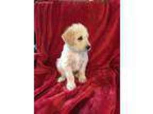 Labradoodle Puppy for sale in Crossett, AR, USA