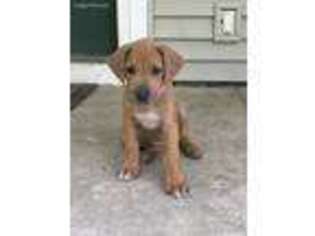Rhodesian Ridgeback Puppy for sale in New Franklin, MO, USA