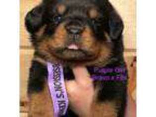 Rottweiler Puppy for sale in Fredericktown, MO, USA
