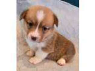 Pembroke Welsh Corgi Puppy for sale in Edenton, NC, USA