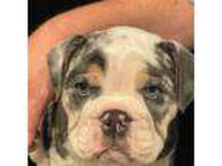 Bulldog Puppy for sale in Gold Beach, OR, USA