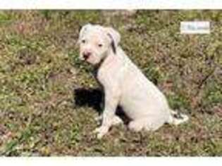 Dogo Argentino Puppy for sale in Fort Myers, FL, USA