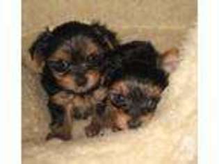 Yorkshire Terrier Puppy for sale in DEMING, NM, USA