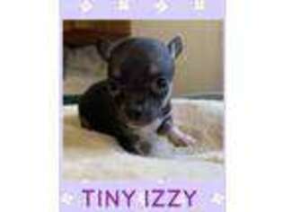 Chihuahua Puppy for sale in Lutts, TN, USA
