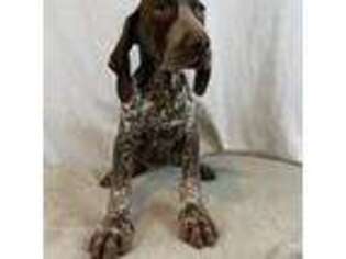 German Shorthaired Pointer Puppy for sale in Union, NJ, USA