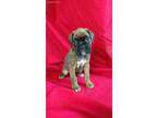 Boxer Puppy for sale in Anderson, MO, USA