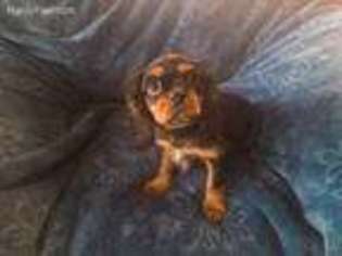 Cavalier King Charles Spaniel Puppy for sale in Cornelius, OR, USA