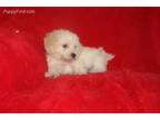 Mutt Puppy for sale in Woodbury, NJ, USA