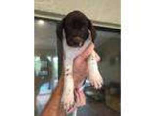German Shorthaired Pointer Puppy for sale in Oviedo, FL, USA