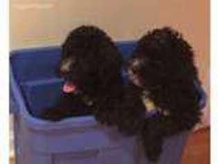 Portuguese Water Dog Puppy for sale in Melrose Park, IL, USA