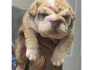 Bulldog Puppy for sale in Crestview, FL, USA