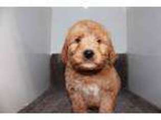 Goldendoodle Puppy for sale in Constantine, MI, USA