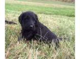Goldendoodle Puppy for sale in Vallonia, IN, USA