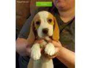 Beagle Puppy for sale in Raphine, VA, USA
