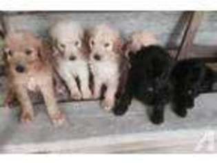 Goldendoodle Puppy for sale in SCIPIO, IN, USA